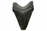 Serrated, Juvenile Megalodon Tooth - South Carolina #375964-1